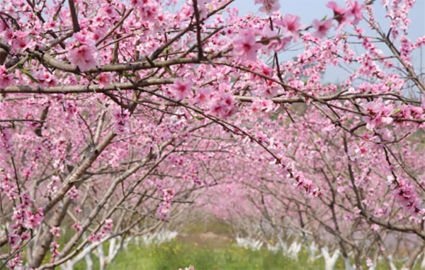 泸州龙马潭区双加大冲头村：农文旅融合 打造家门口的“诗和远方”_fororder_未标题-1