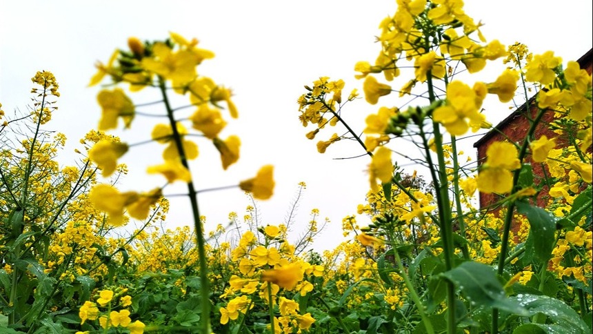 共赴花海之約 黃岡武穴市第十屆（祥雲）油菜花節開幕