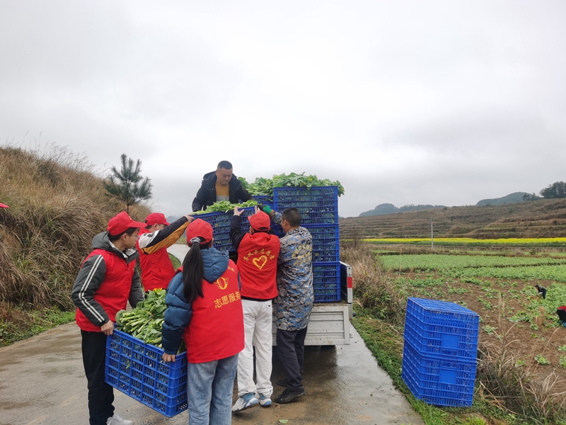 （供稿）贵州岑巩：白菜薹新鲜上市 带动群众增收致富_fororder_5、党员志愿者帮助种植户将采摘的白菜薹装车。 （姚海燕 摄)