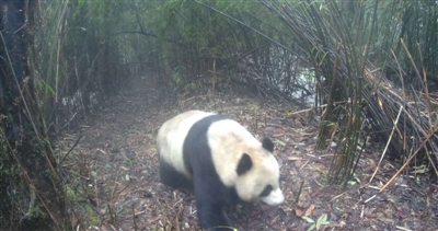 （转载）闻气味、想脱单？瓦屋山野生大熊猫集体出游