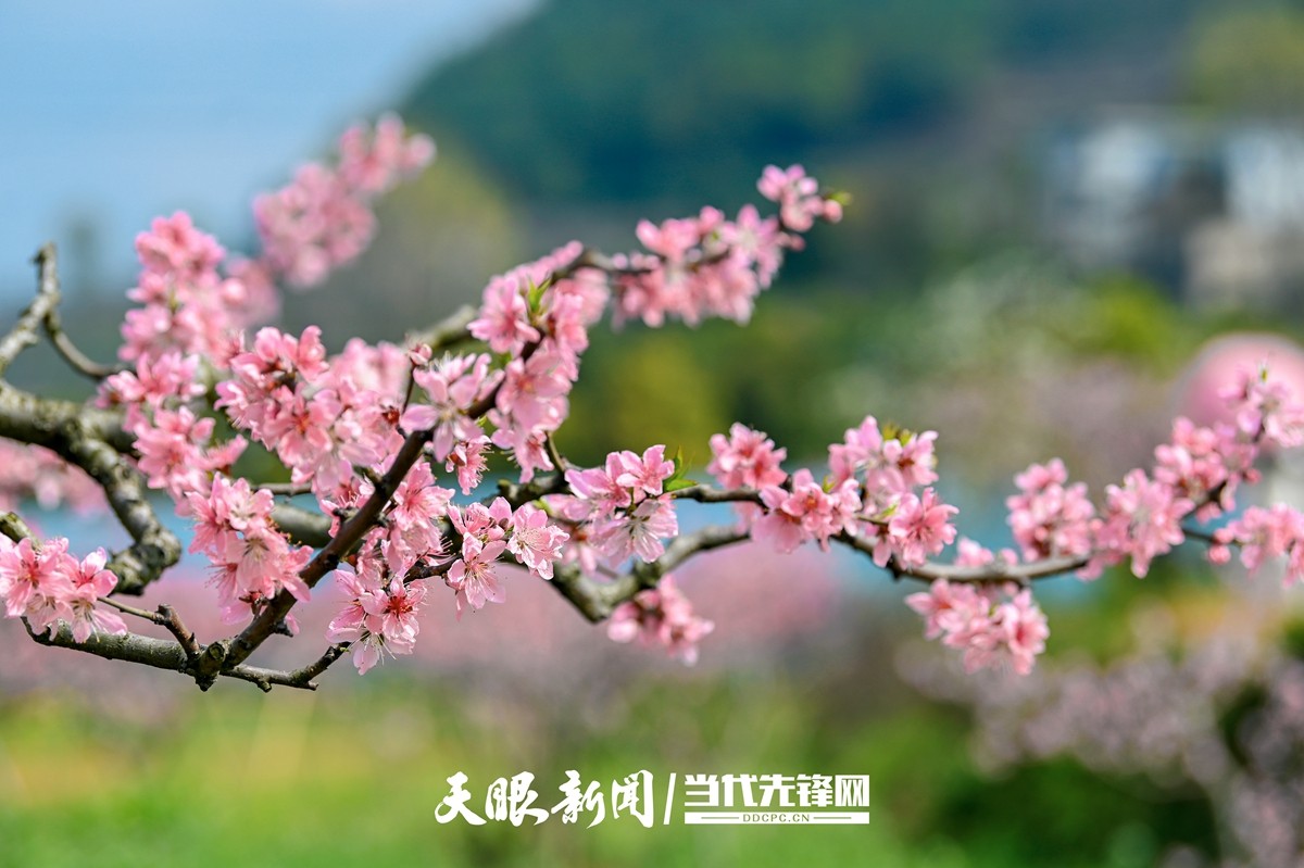 贵阳永乐：灼灼桃花笑春风_fororder_微信图片_20230324082435