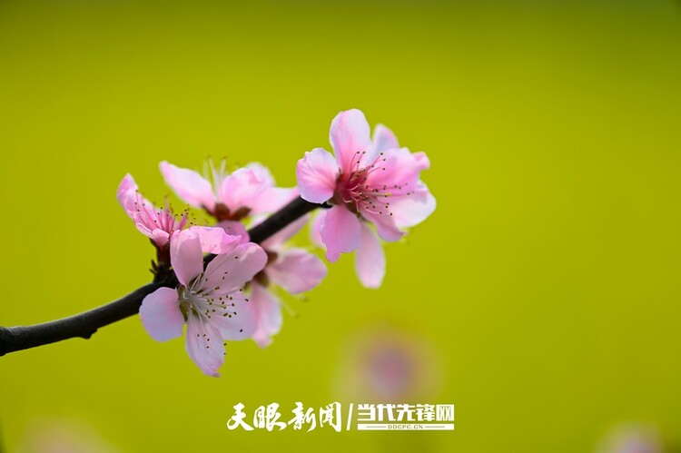 貴陽永樂：灼灼桃花笑春風_fororder_微信圖片_20230324082457