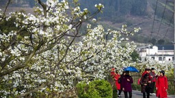 （轉載）#你好·春天#彭州葛仙山：梨花盛放競春色
