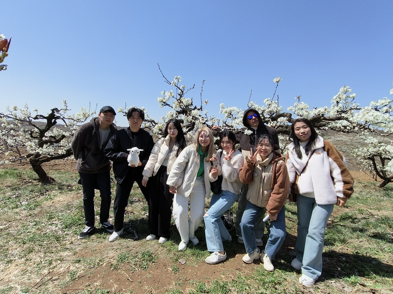 В районе Фушань города Яньтая пышно цветут груши на обширных полях_fororder_圖片3