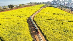 玉溪江川：坐上小火車穿行油菜花海