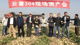 雲南三個馬鈴薯品種入選2023年國家農作物優良品種推廣目錄
