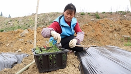 （供稿）貴州獨山：陽春三月農事忙 “甜蜜果”鋪就致富路