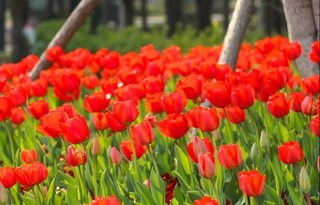 【文化旅遊】上海崇明花朝節開幕 助力民宿業淡季變旺季