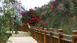 （供稿）春來登高賞杜鵑 貴州省六盤水鍾山區水城國家杜鵑公園3月25日開園