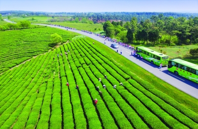 南京：雨花茶为媒 “文化+农业”助力乡村振兴