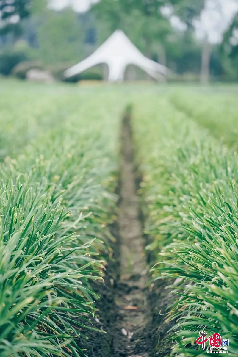 （转载）研学正当时！带孩子来新津快乐成长