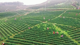 貴州甕安3800余畝春茶開採