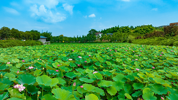 （张）自贡：“五一”假日文旅活动启幕 推出30余项假日文旅活动_fororder_4贡井荷园风光（摄影-廖志全）