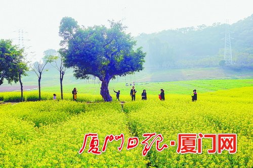 【旅游 列表】【滚动新闻】【地市 厦门】游烂漫花海享明媚春光 厦门海沧一年四季可看花