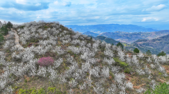 【原创】重庆云阳：李花开满山 村庄美产业兴_fororder_图片5