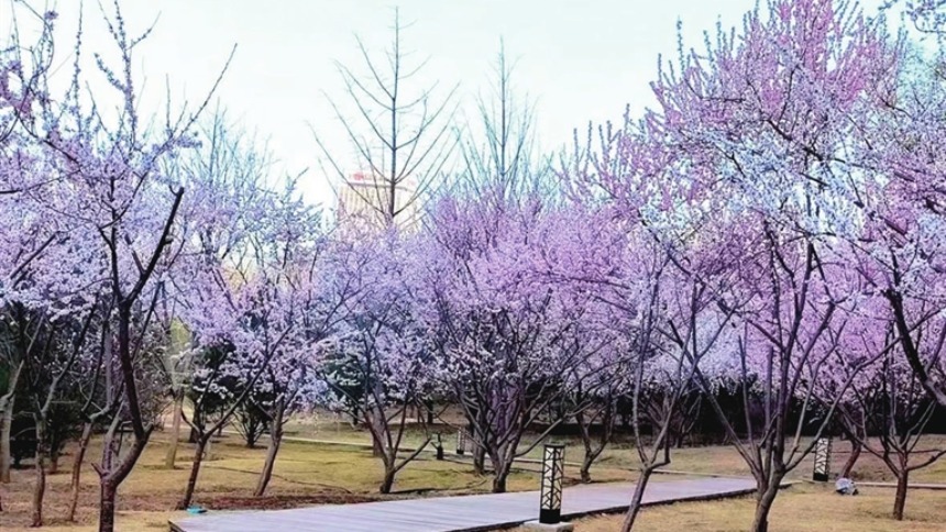 春色滿園關不住 龍城無處不飛花