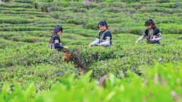 玉溪元江：清明節前採茶忙