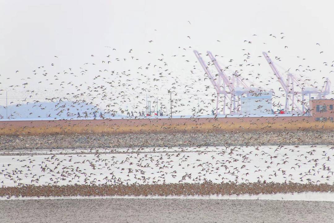 丹東鴨綠江口“鳥浪”來襲