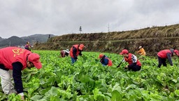 （供稿）貴州岑鞏：白菜薹新鮮上市 帶動群眾增收致富