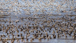 丹東鴨綠江口“鳥浪”來襲