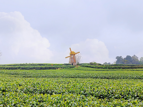雅安名山：领略中国至美茶园绿道之美_fororder_中国至美茶园绿道美景-摄影-张琬沁（2）