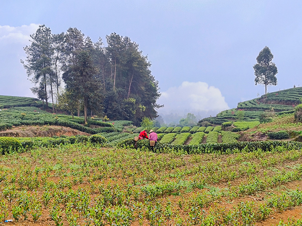 雅安名山：领略中国至美茶园绿道之美_fororder_中国至美茶园绿道美景-摄影-张琬沁
