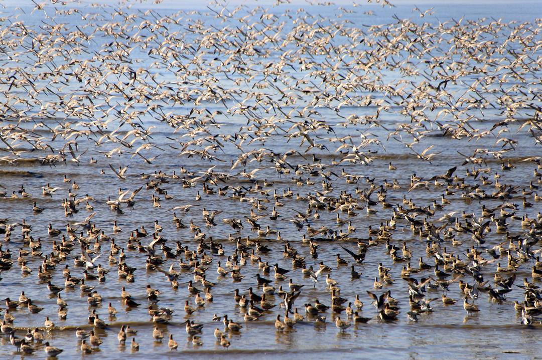 丹東鴨綠江口“鳥浪”來襲