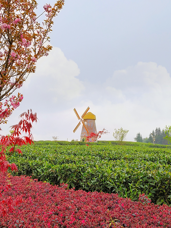 雅安名山：领略中国至美茶园绿道之美_fororder_中国至美茶园绿道美景-摄影-张琬沁（4）