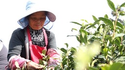 貴州獨山：春回大地茶飄香 明前春茶採摘忙
