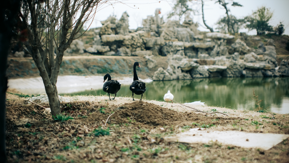 山东济南：锦鲤争艳迎春日氛围