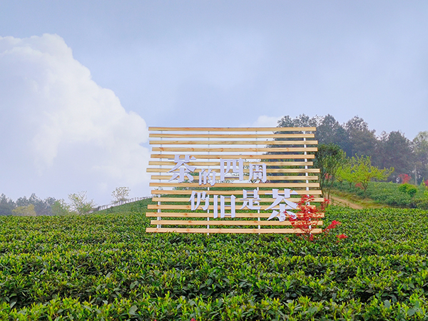 雅安名山：领略中国至美茶园绿道之美_fororder_中国至美茶园绿道美景-摄影-张琬沁（3）