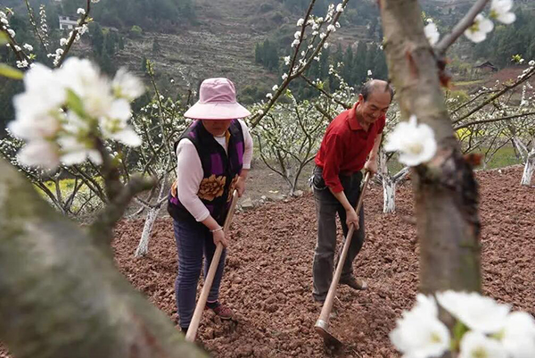 泸州古蔺：又是一年春来到 李花树下话增收_fororder_QQ截图20230328120955