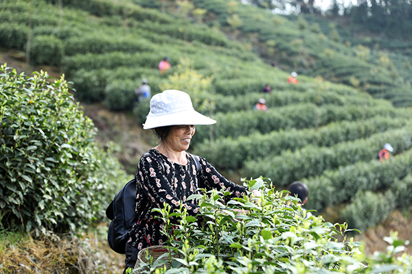 （張）從“農旅文融合”到“産學研一體 ” “喊山開茶”第七年 大竹白茶漸入佳境_fororder_從“農旅文融合”到“産學研一體-”——“喊山開茶”第七年-大竹白茶漸入佳境(最終核定)-(3)