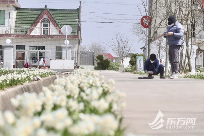 【文化旅游-滚动图】上海崇明向化百亩水仙花海盛开迎客