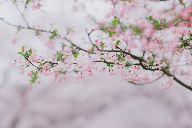 【文化旅遊】櫻花盛放、海棠半開 上海辰山植物園群芳鬥艷