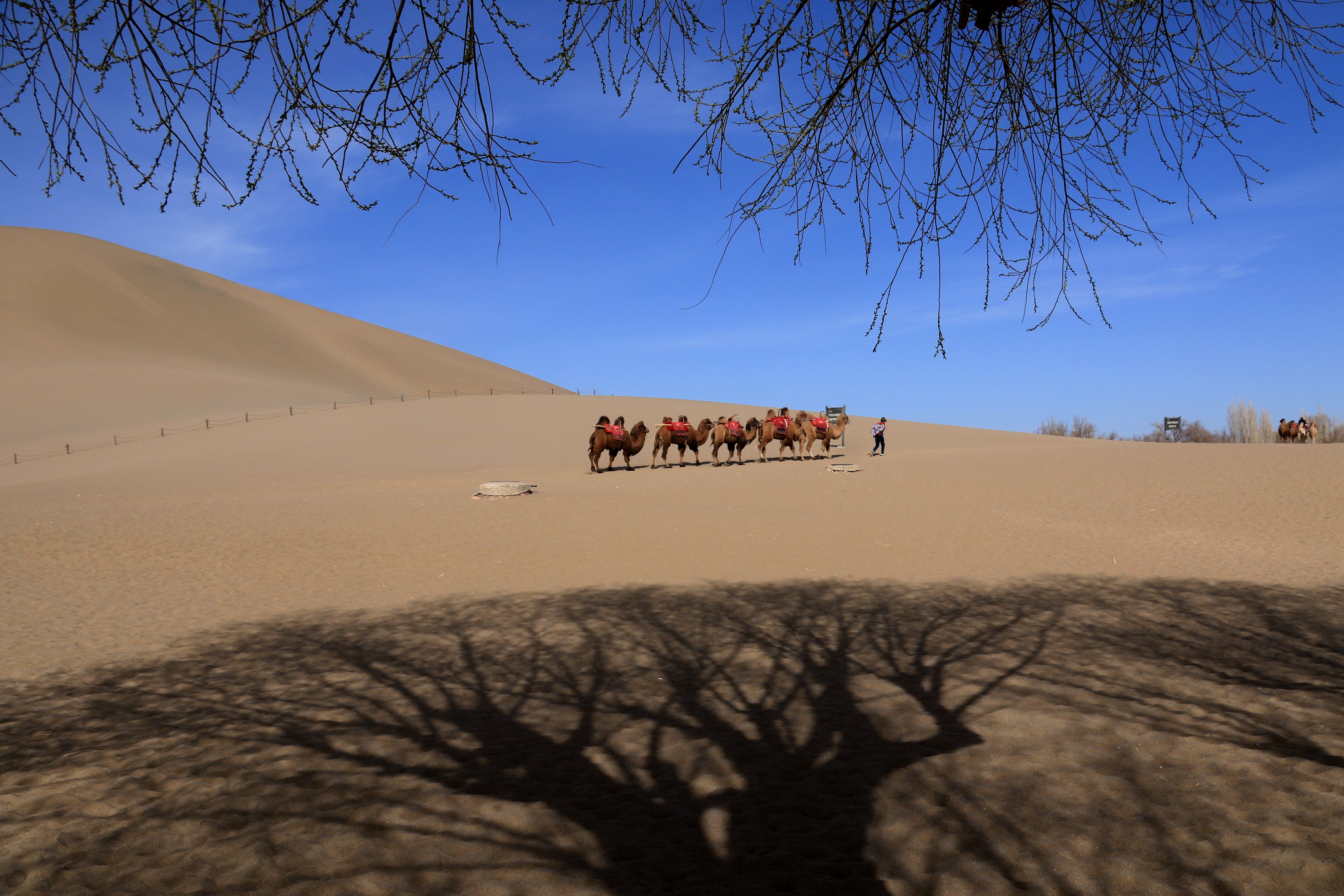 【高清图】魅力内蒙古（3）----沙漠驼铃-中关村在线摄影论坛