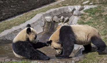 Pandas having fun with each other