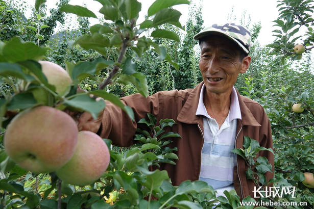 承德县苇子峪村—— 小苹果 大产业 绿色林果业铺就金色致富路