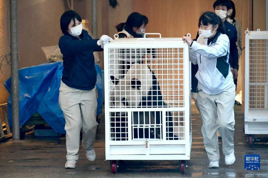 Japanese Panda Fans Bid Farewell to Giant Pandas Yong Ming, Ying Bang and Tao Bang_fororder_图片8