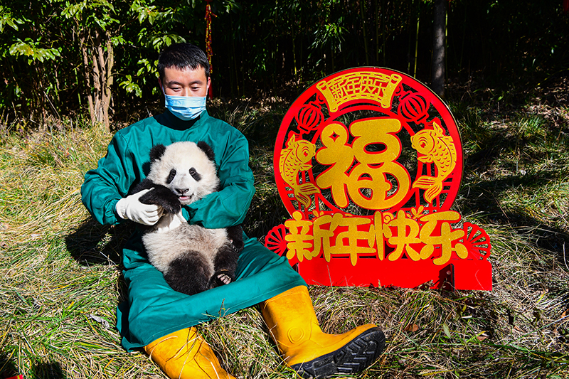 中国大熊猫保护研究中心2022级熊猫宝宝首次亮相  Panda Cubs of Class 2022 at China Conservation and Research Center for the Giant Panda Made Their Debut_fororder_图片20