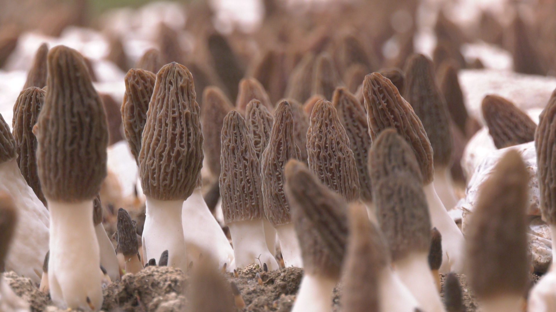 （图集）河北石家庄：“醉”美街巷 景入心房_fororder_24