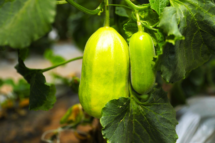 图片默认标题_fororder_图片4