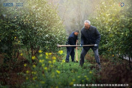 让茶油一路飘香 长安汽车帮扶铺就乡村振兴“共富”路_fororder_image006