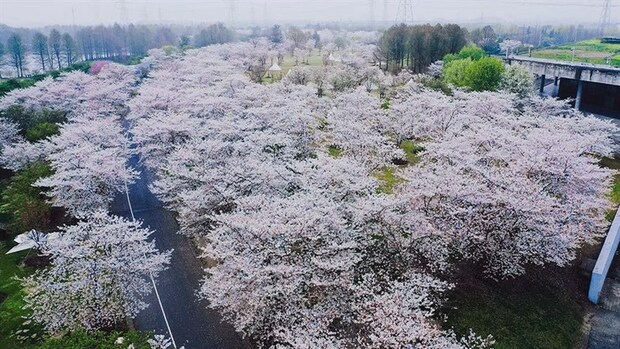 【文化旅游】樱花盛放、海棠半开 上海辰山植物园群芳斗艳
