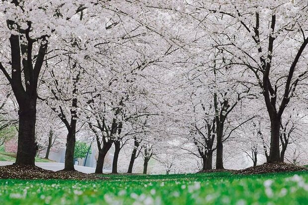【文化旅遊】櫻花盛放、海棠半開 上海辰山植物園群芳鬥艷