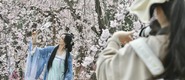 第七屆雁塔國際櫻花節浪漫來襲