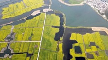 安徽蕪湖：金色花海美鄉村