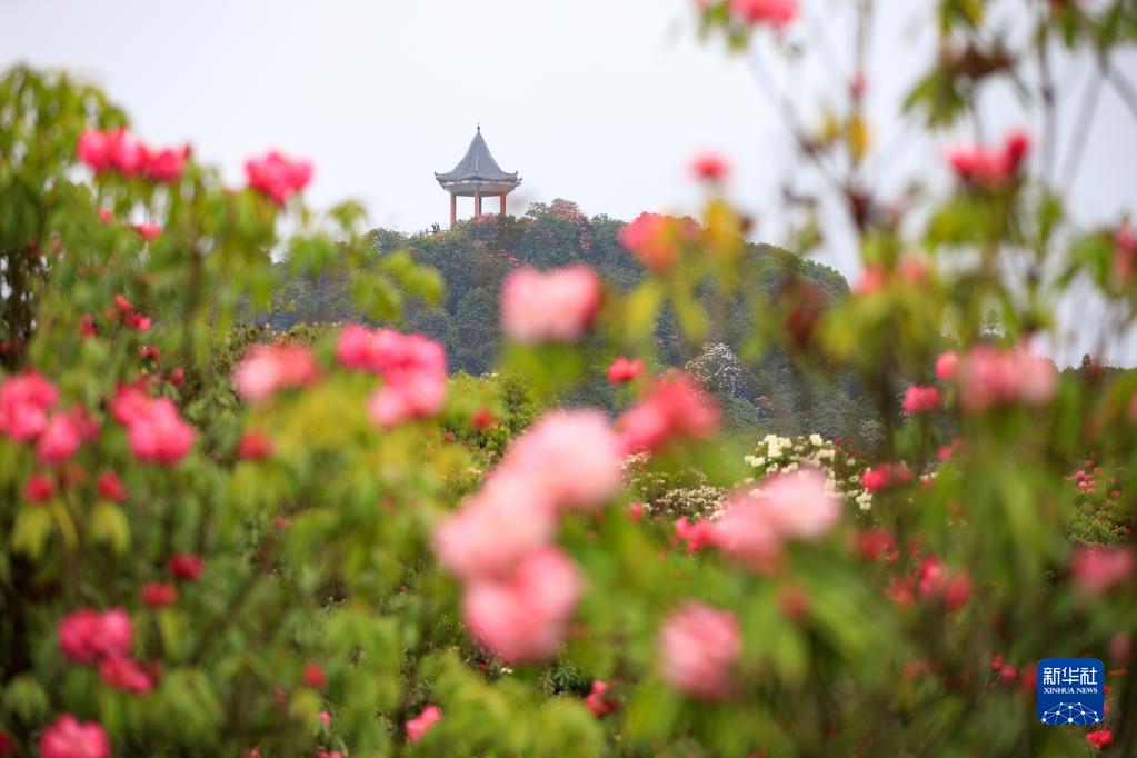 貴州畢節：觀百里杜鵑花海