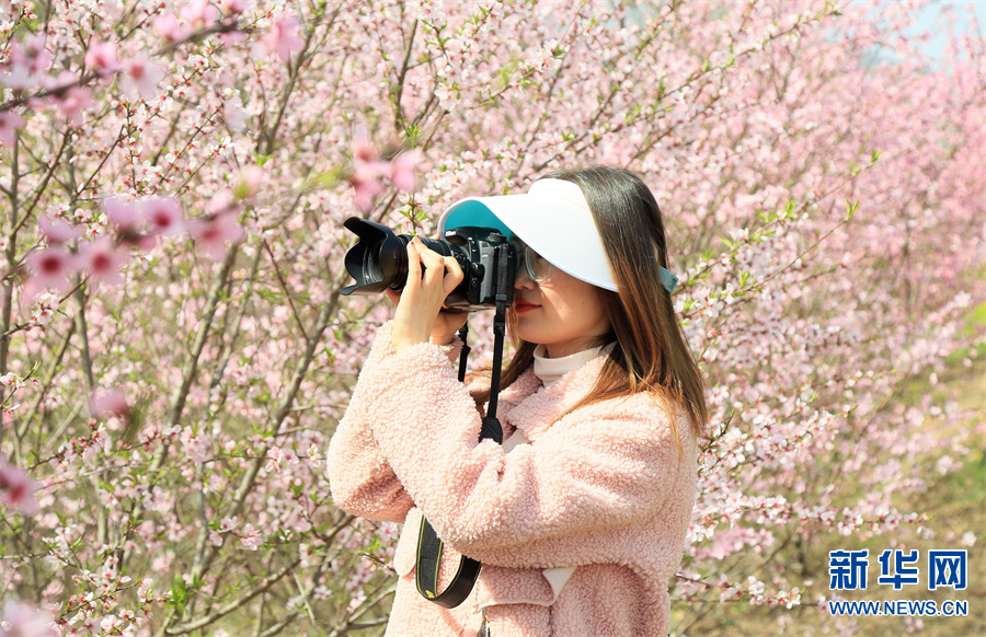 洛陽汝陽：三月桃花引客來