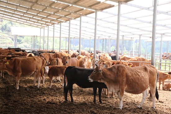 （供稿）贵州荔波：龙头企业引领养殖产业“牛”起来_fororder_肉牛.JPG